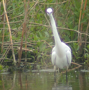 Kleinezilverreiger050503B